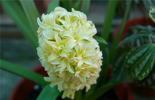 Hyacinth File