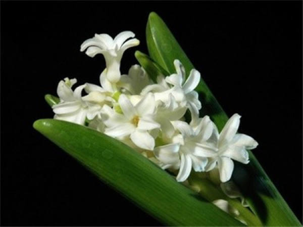 Hyacinth File