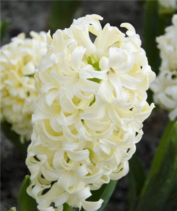 Hyacinth File