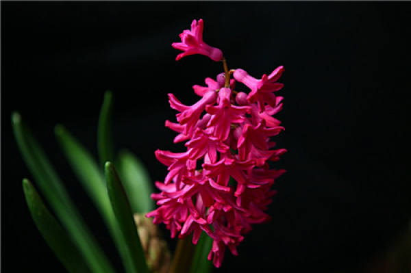Hyacinth File