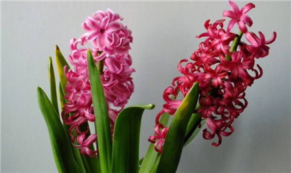 Hyacinth File