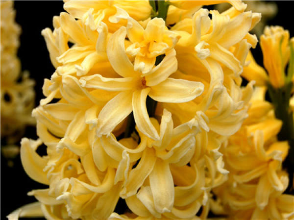 hyacinth sub file