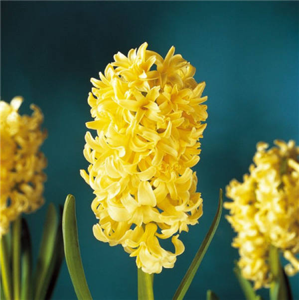Yellow Hyacinth Picture