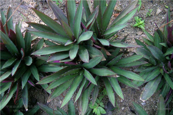 Dieffenbachia nitida
