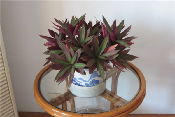 Rohdea japonica purple back