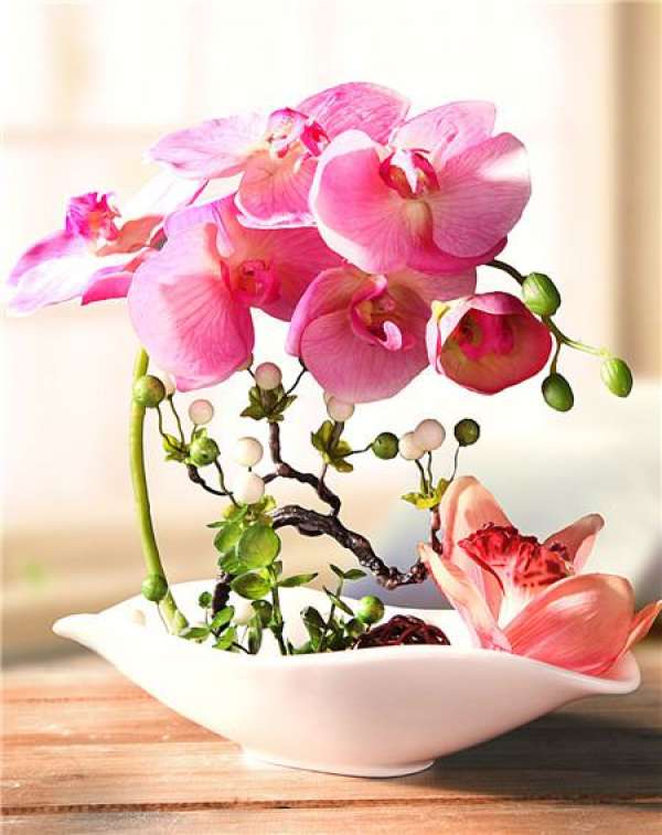 How to water the Phalaenopsis?