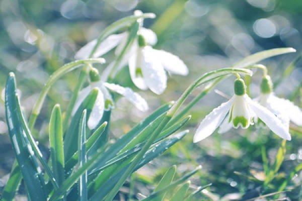 Beautiful pictures of flowers