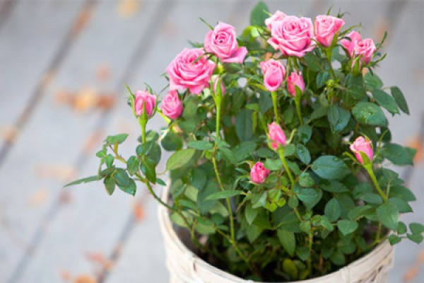 Miniature rose potted plant