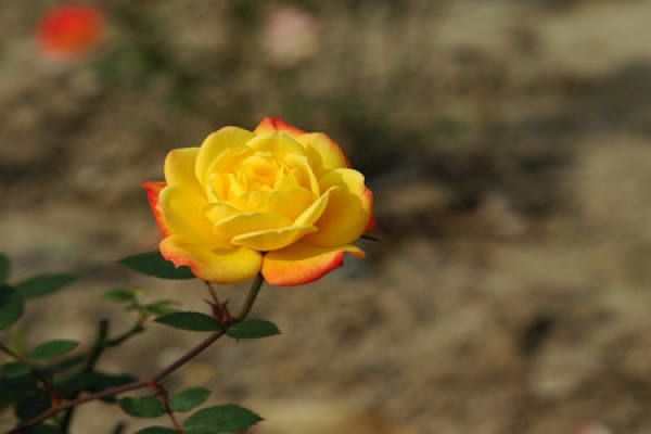 Miniature rose potted plant