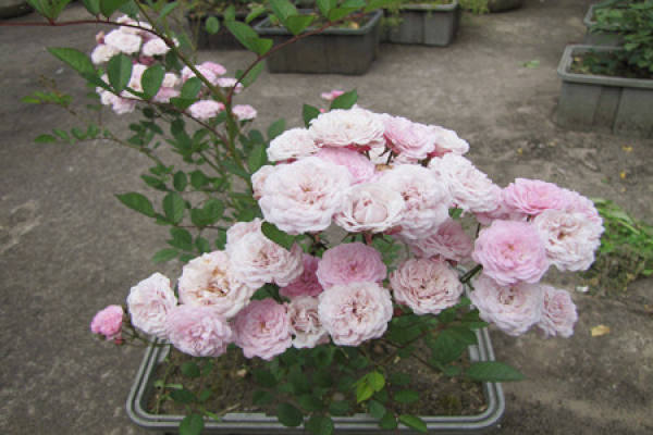 Diamond Rose