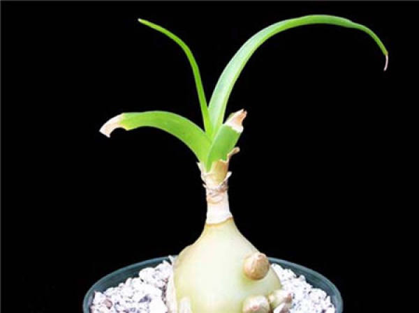 Illumination requirement of Ornithogalum caudatum