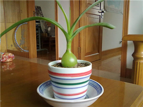 Illumination requirement of Ornithogalum caudatum
