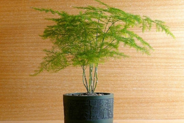 Asparagus