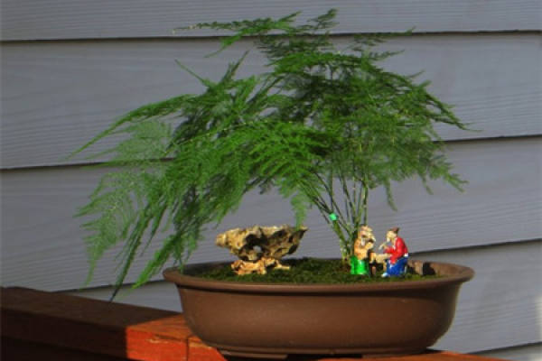bamboo