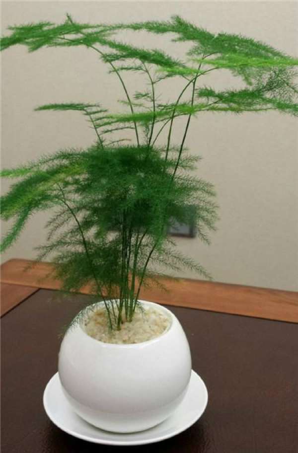 Potted asparagus fern