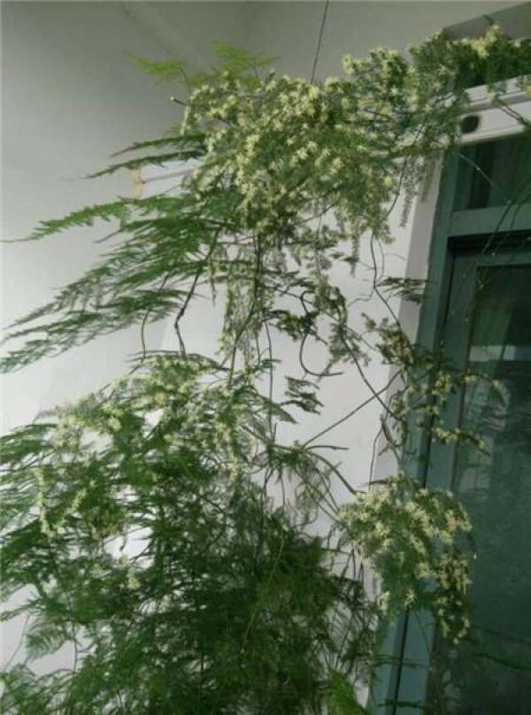 Potted asparagus fern