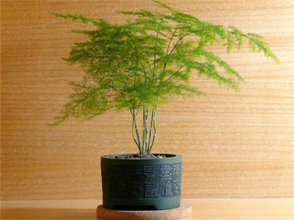 Potted asparagus fern