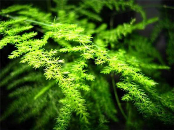 Potted asparagus fern