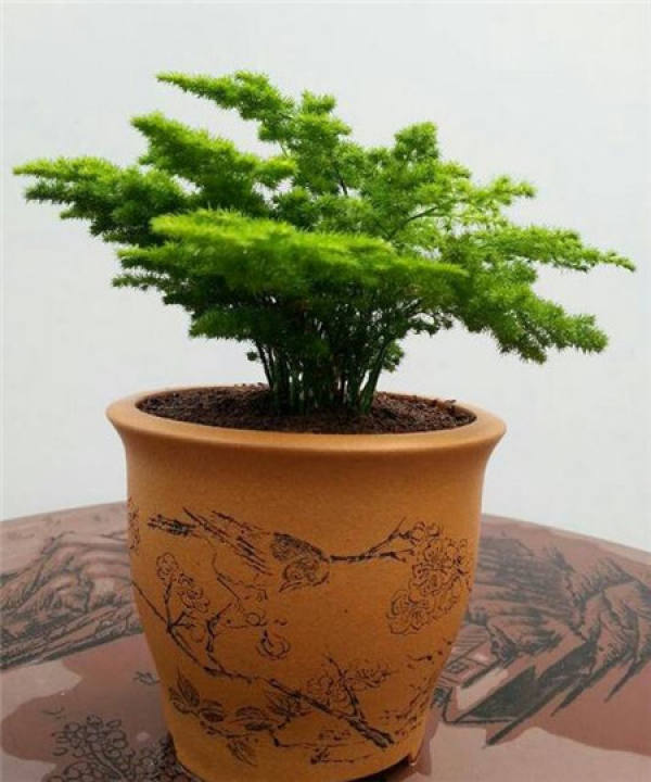 Potted asparagus fern