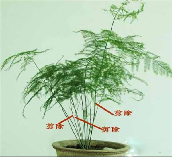 Asparagus top pruning