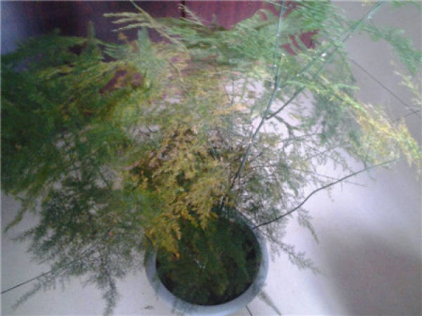 Asparagus top pruning