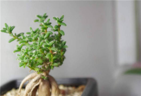 Propagation Method of Jihong Komatsu