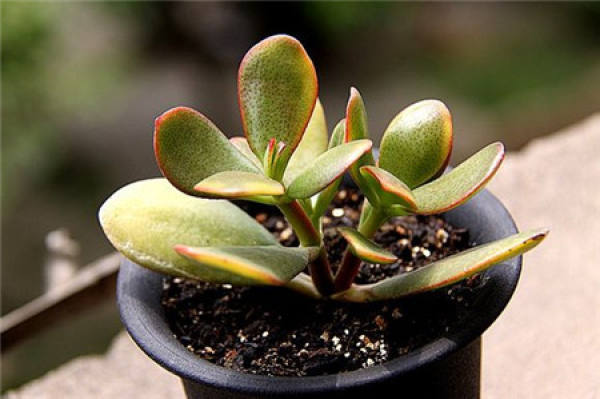 Golden flower-moon cultivation method