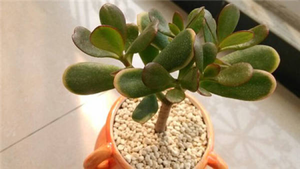 Golden flower month watering method