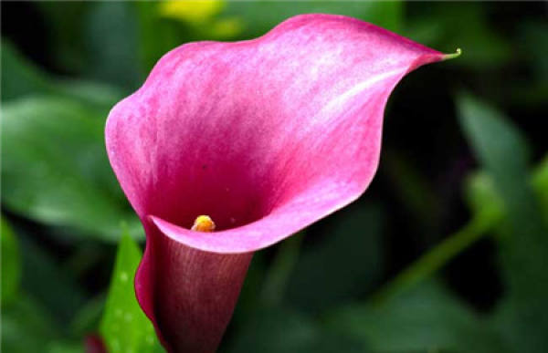 Living Environment of Zantedeschia hybrida