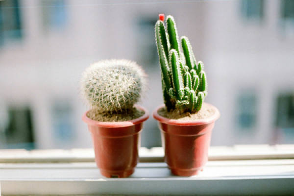 Cactus pictures