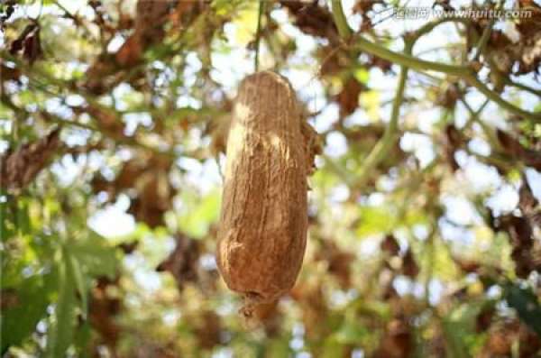 Old Towel Gourd