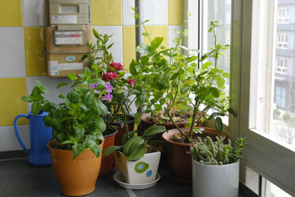 What kind of flowers are suitable for closed balcony?