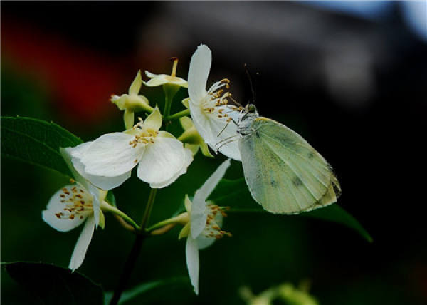 Introduction of Taiping Flower