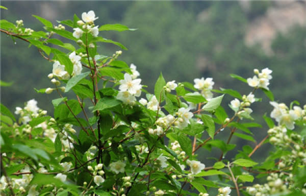 Pacifica cultivation method
