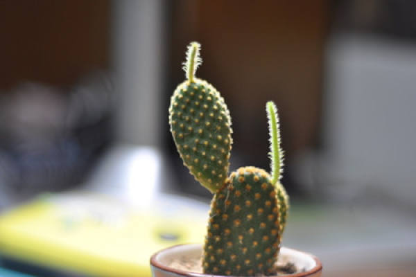 Cactus