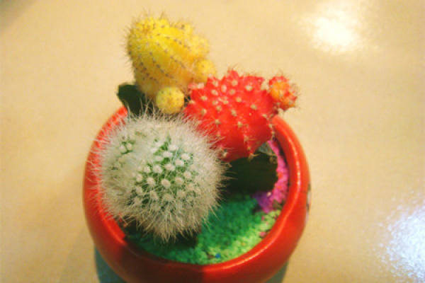 Cactus