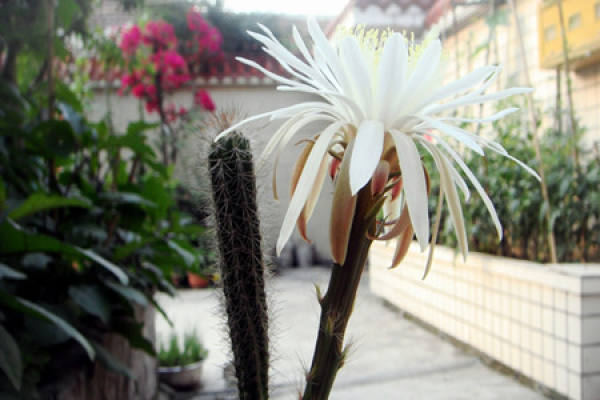 Cactus