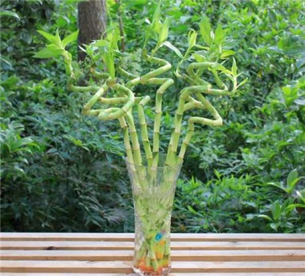 Rich Bamboo Tips