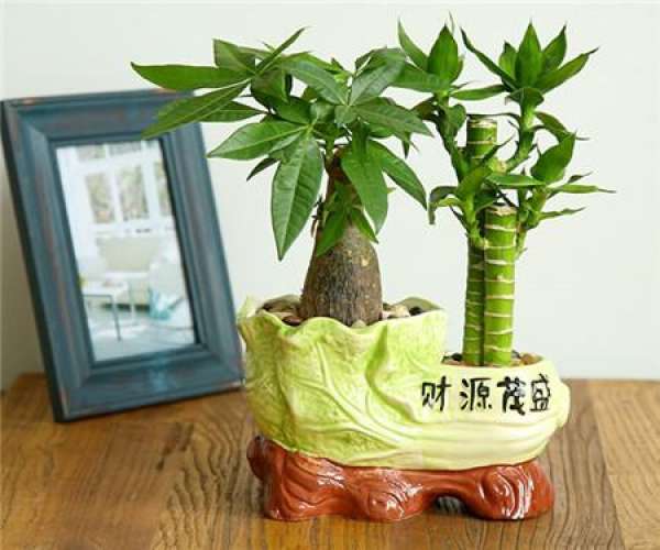 Rich Bamboo Tips