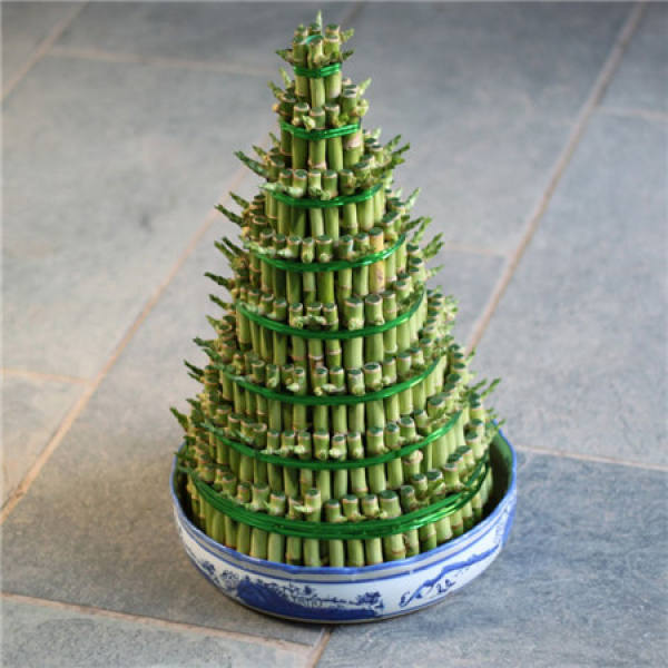 Rich Bamboo Tips