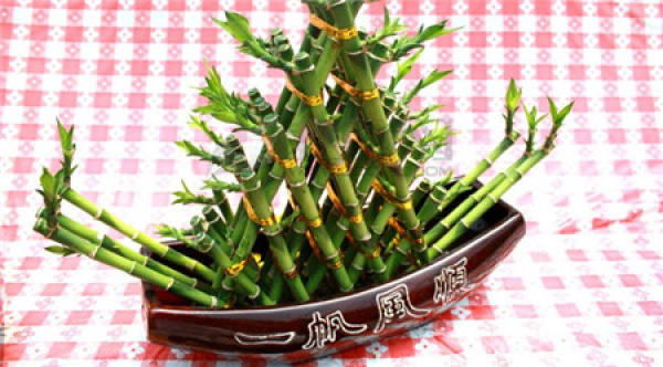 Rich Bamboo Tips