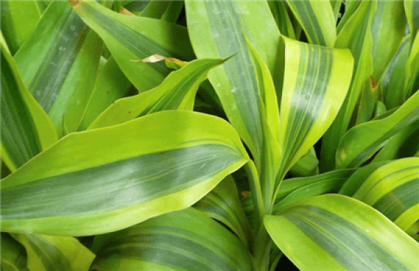 Rich Bamboo Tips