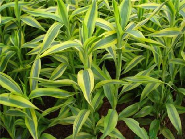 Rich Bamboo Tips