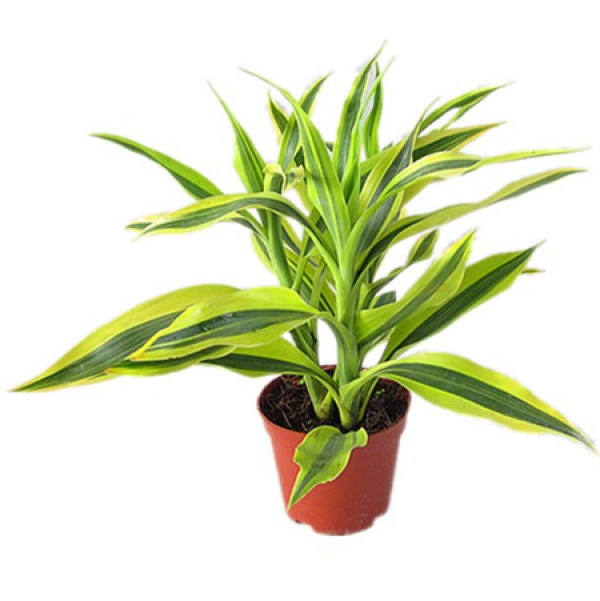 Rich Bamboo Tips