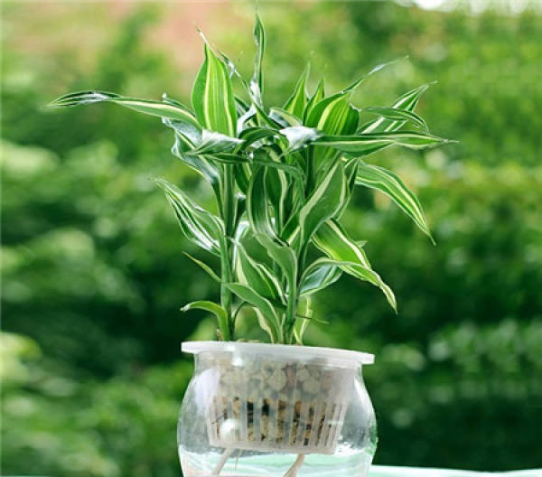 Rich Bamboo Tips