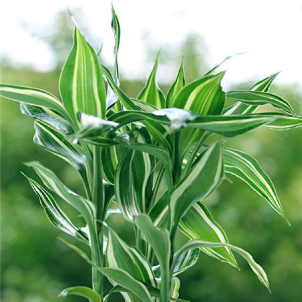 Rich Bamboo Tips