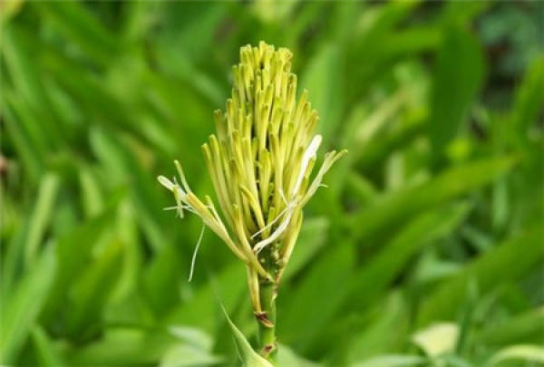 Rich Bamboo Tips