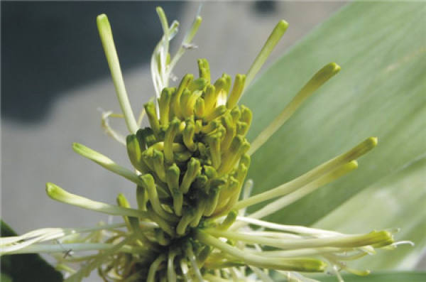 Rich Bamboo Tips