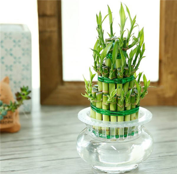 Rich Bamboo Tips