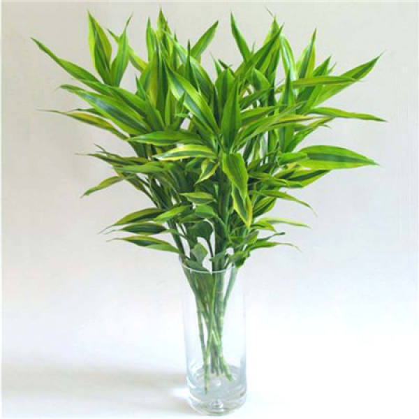 Rich Bamboo Tips